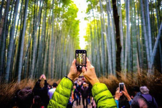 یک گردشگر در حال عکس گرفتن از جنگل بامبو آراشیاما در کیوتو ژاپن/ عکس روز وب سایت 