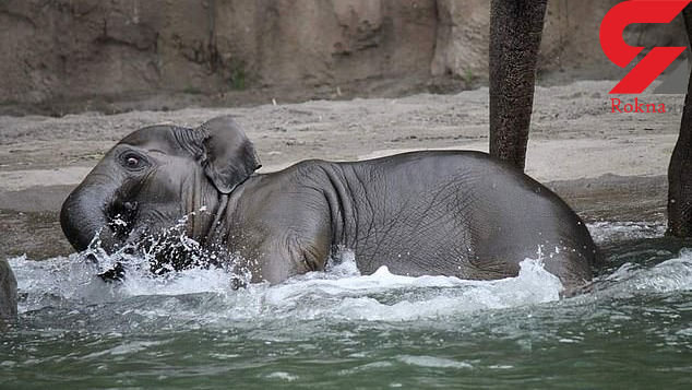 عزاداری در باغ وحش به خاطر مرگ بچه فیل محبوب +عکس