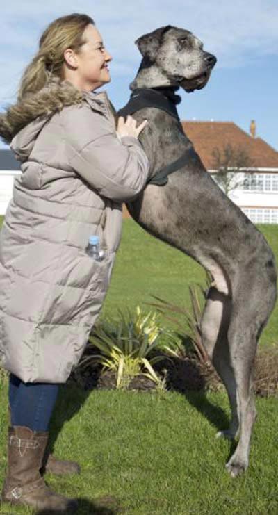 عکس های عجیب از بلند قدترین سگ در انگلستان