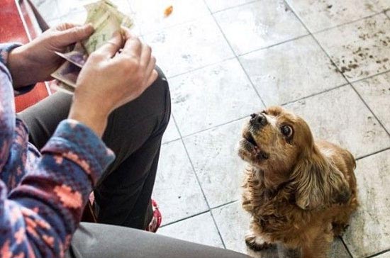 حرکت جالب این سگ برای پول گرفتن از عابران (عکس)
