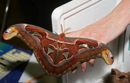 تصاویری از بزرگترین پروانه جهان